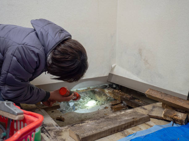 Best Mold Odor Removal Services  in Gillett, WI