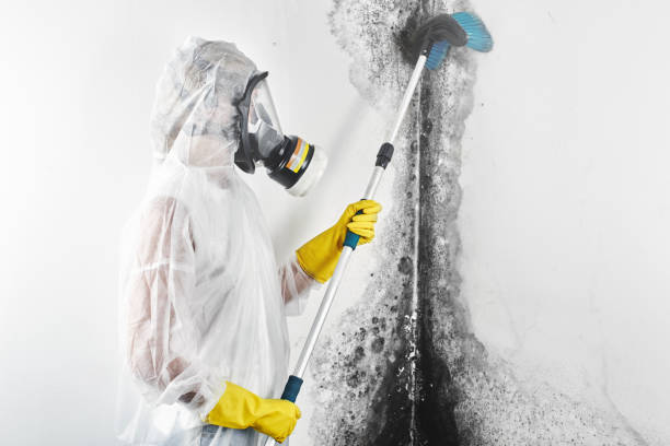 Professional Mold Removal in Gillett, WI