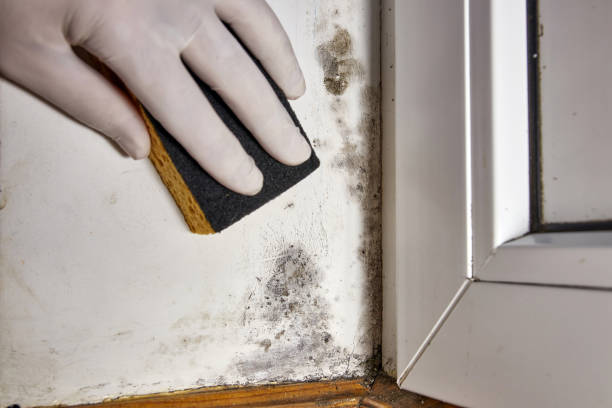 Best Crawl Space Mold Remediation  in Gillett, WI
