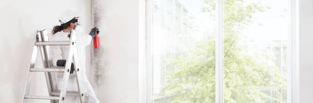 Best Comprehensive Air Testing for Mold Contaminants  in Gillett, WI