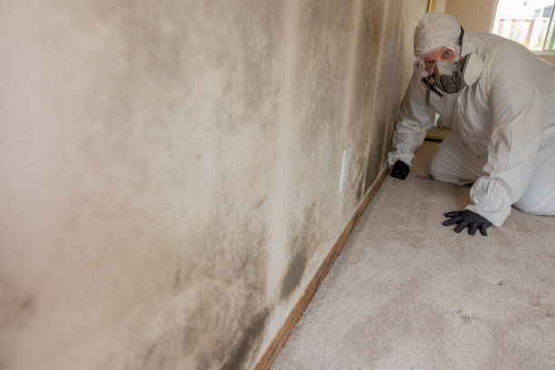 Best Residential Mold Inspection & Testing  in Gillett, WI